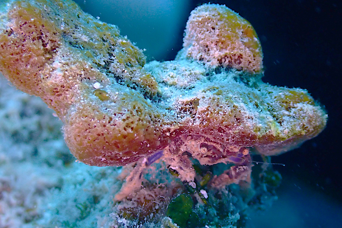 カイカムリの仲間