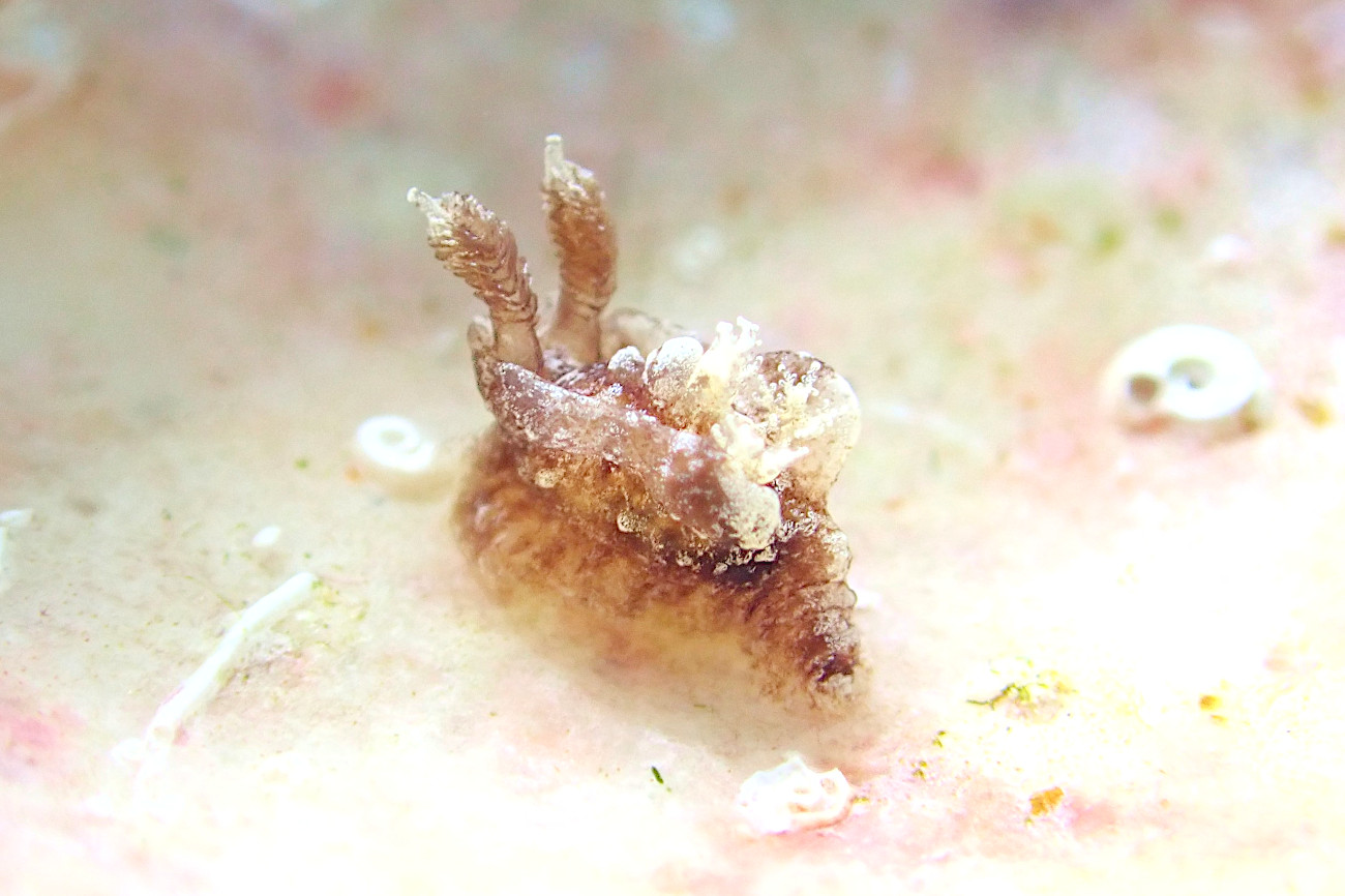 クロネコウミウシ