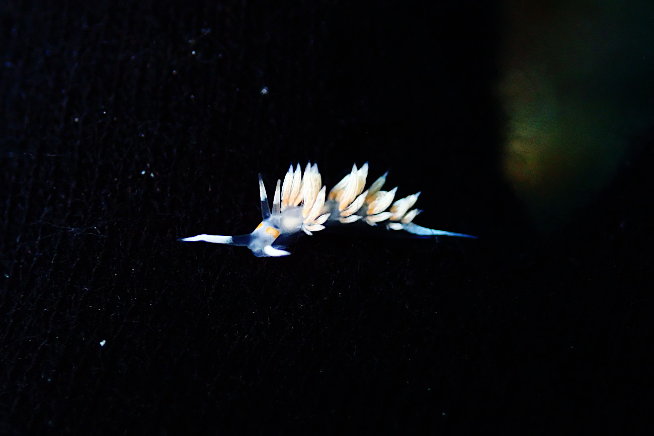 ハクセンミノウミウシ属の一種３