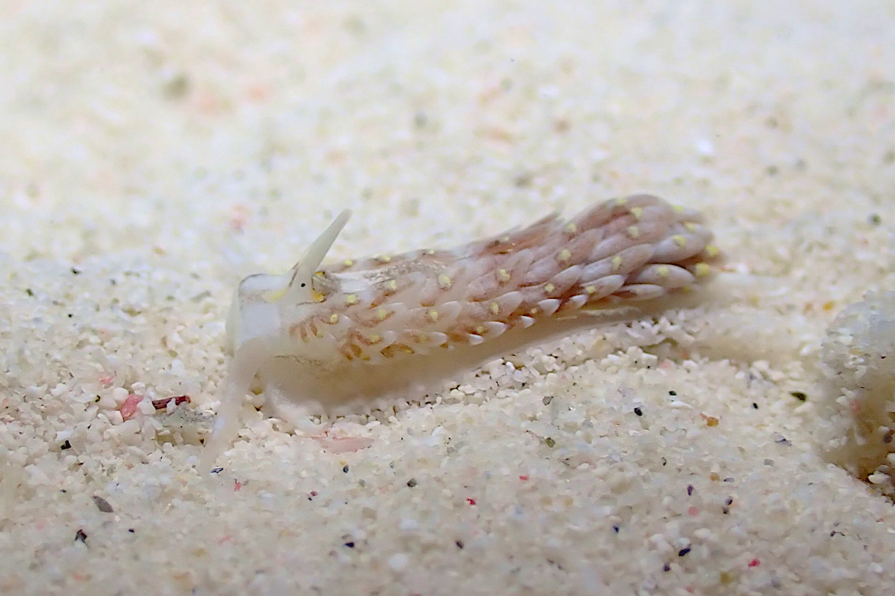 カスミミノウミウシ属の一種５