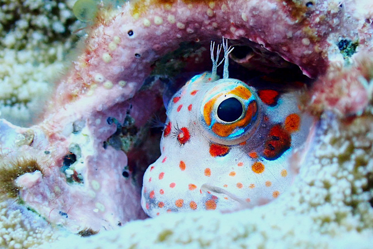 モンツキカエルウオ