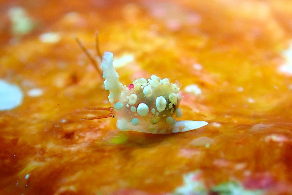 シラタマガイの仲間