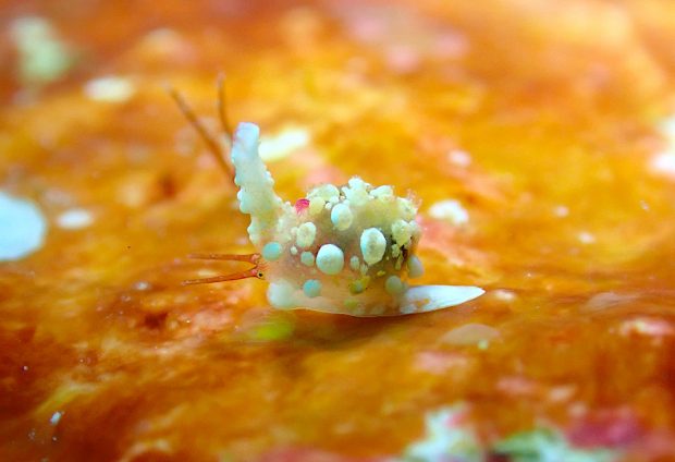 シラタマガイの仲間