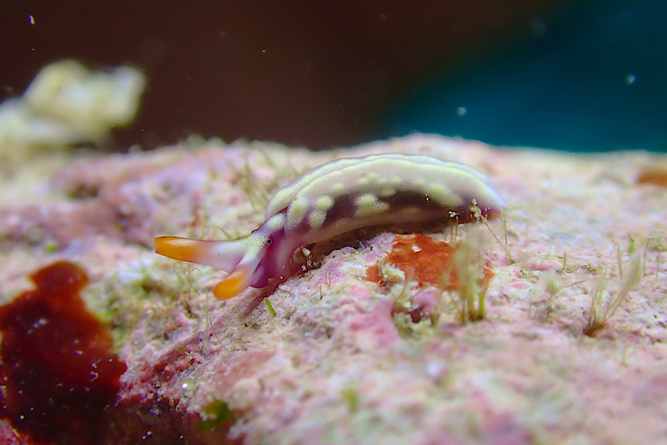 スイートジェリーミドリガイ