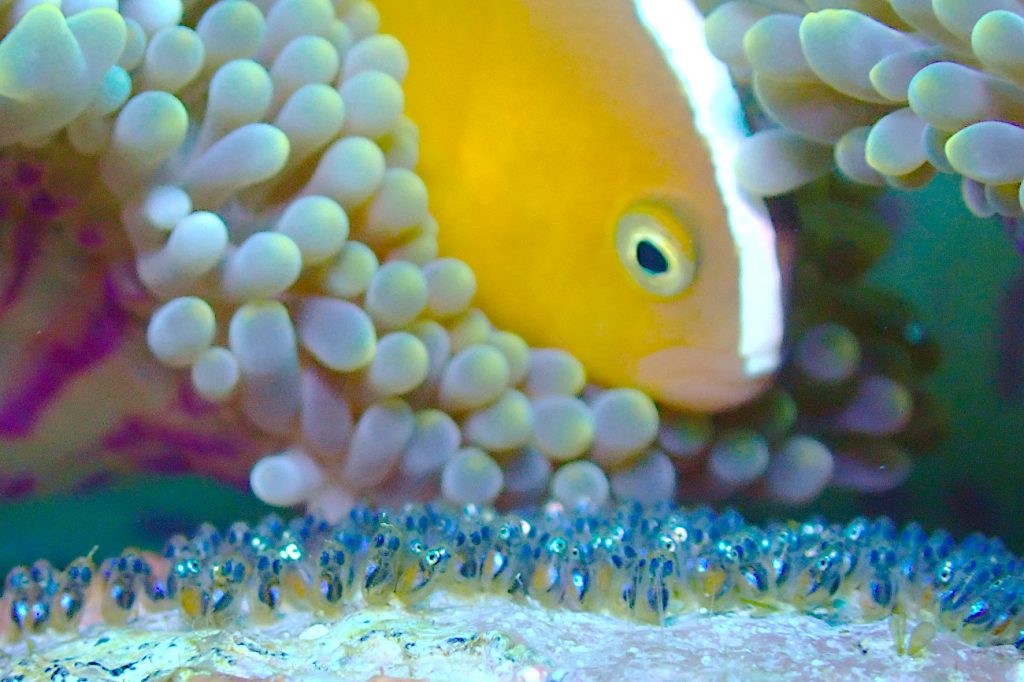 セジロクマノミ