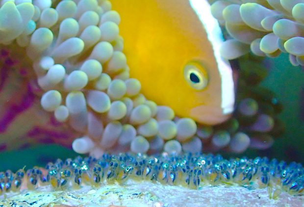 セジロクマノミ