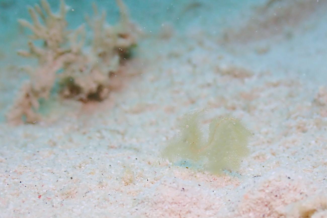 フィコカリス・シムランス