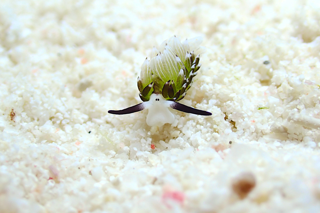 ウサギモウミウシ