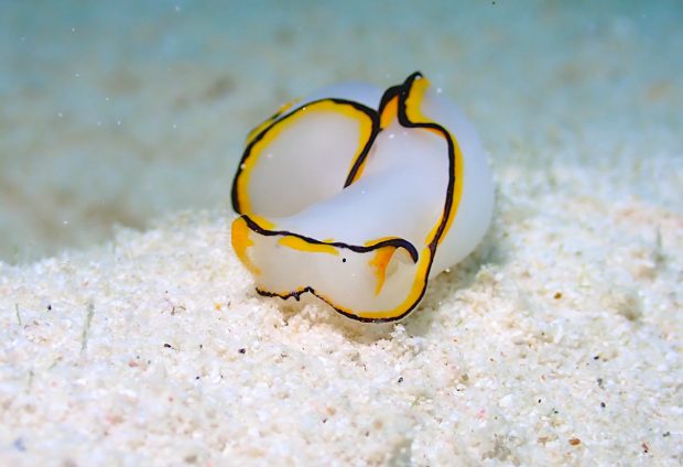 クロヘリシロツバメガイ