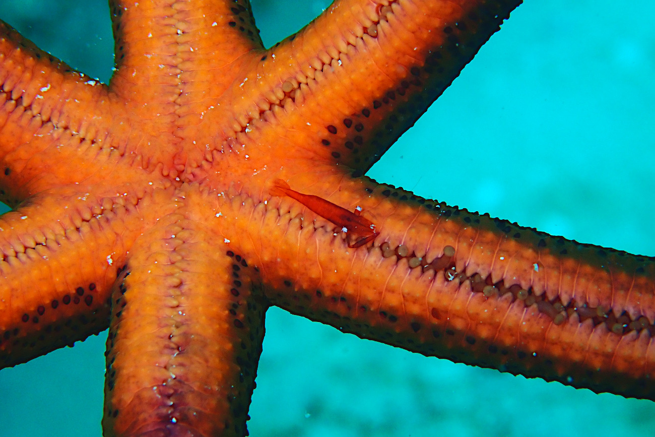 ヒトデヤドリエビ