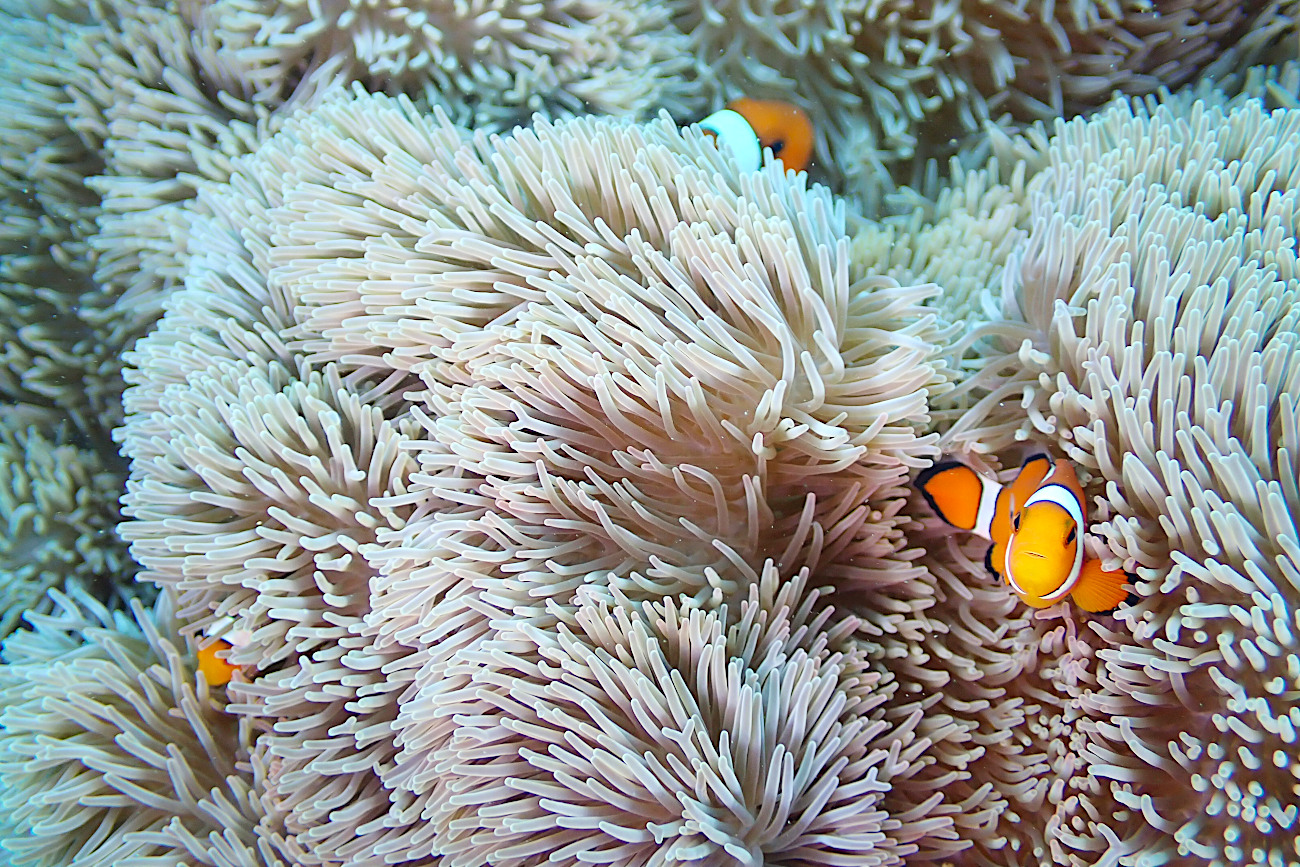 カクレクマノミ