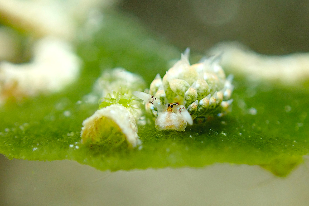 コスタシエッラ・ルブロリネアータ