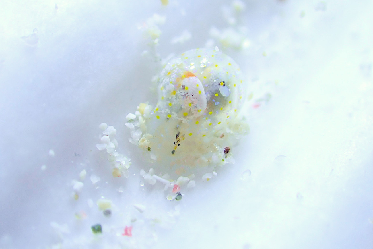 ミガキブドウガイ属の一種４