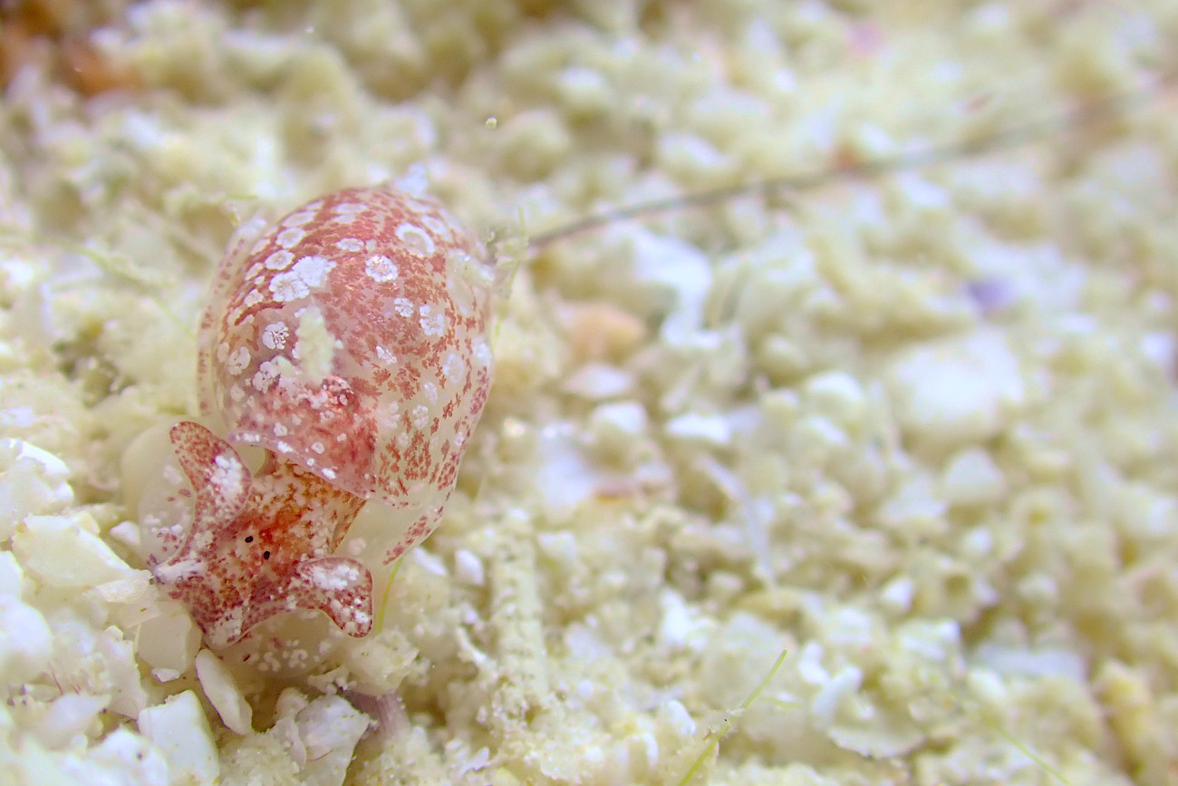 オナガブドウガイ