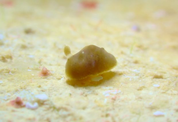 ハラックサウミウシ