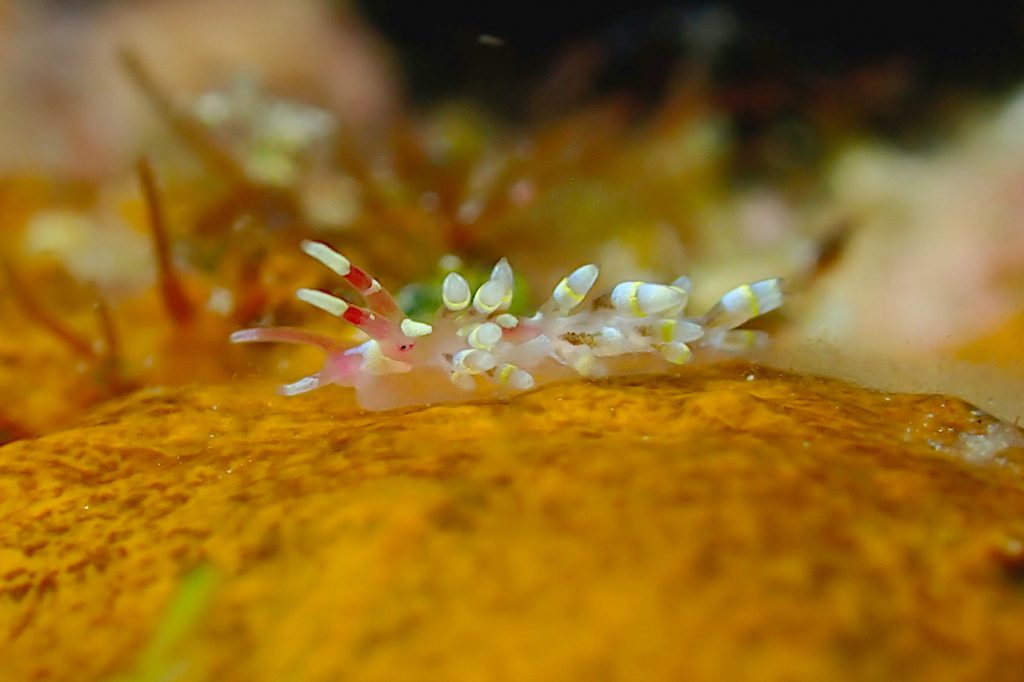 ユビワミノウミウシ属の一種５
