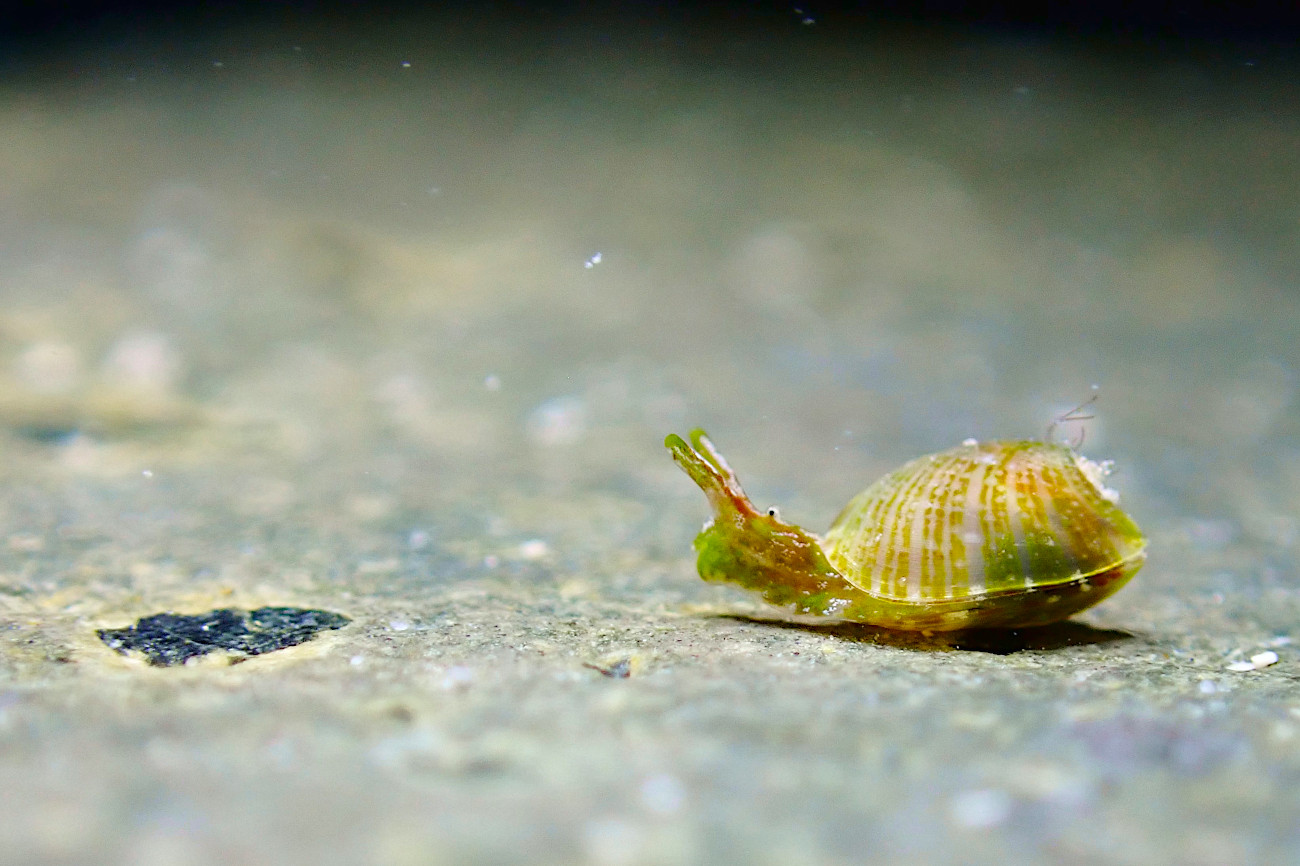 ゼブラユリヤガイ