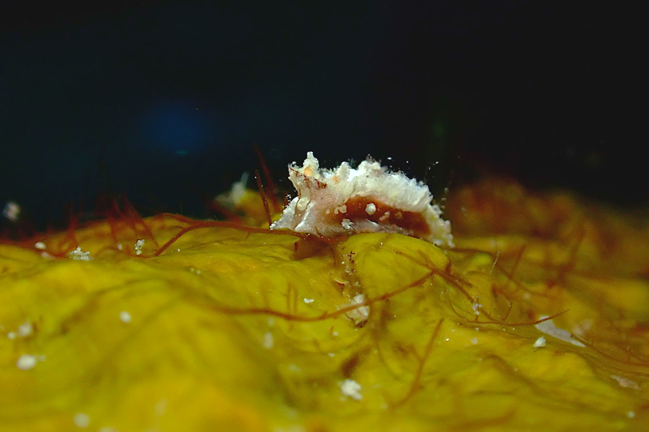 サガミコネコウミウシ