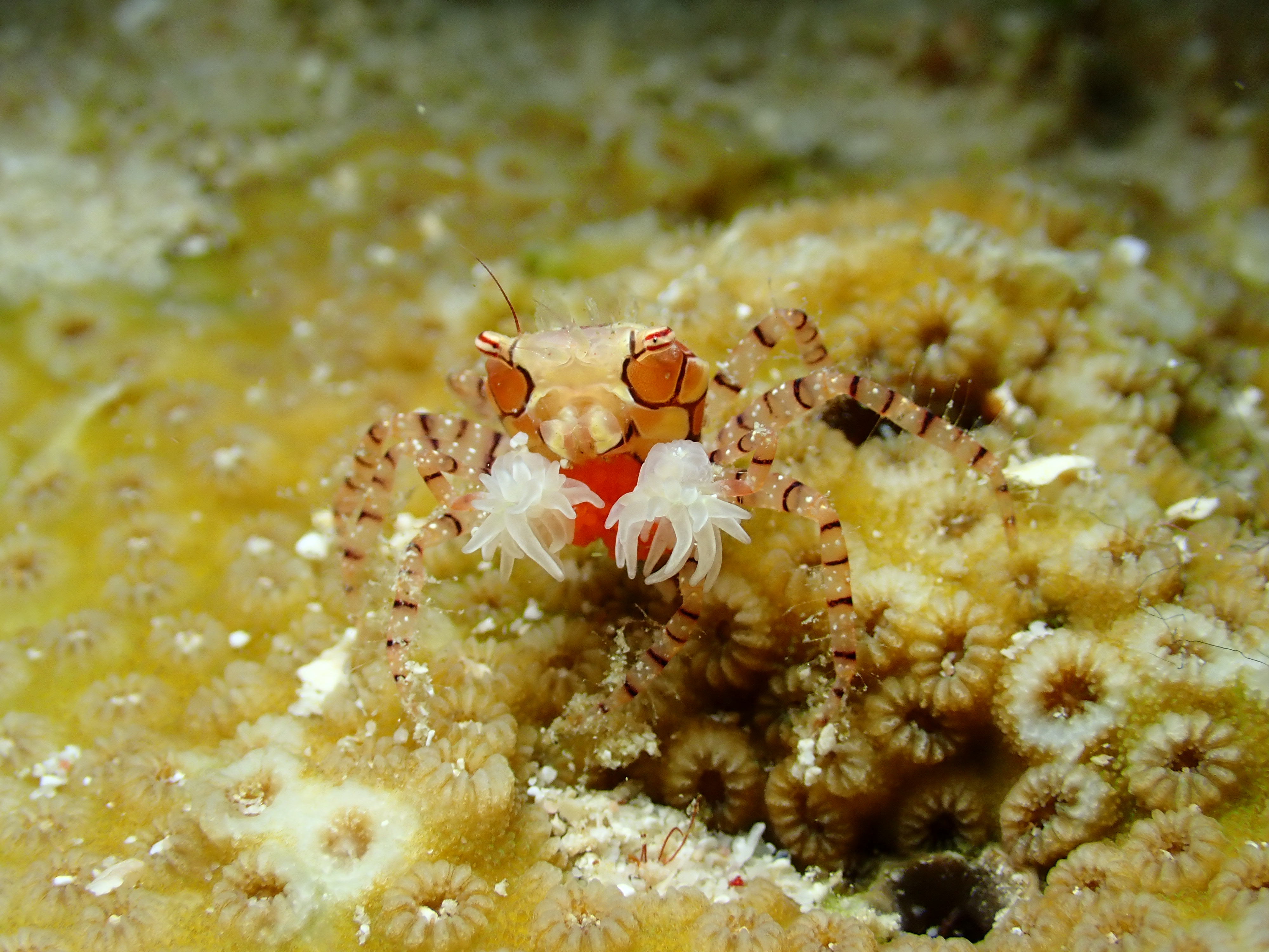 キンチャクガニ