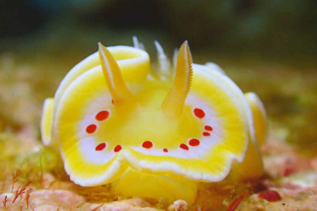 アカテンイロウミウシ