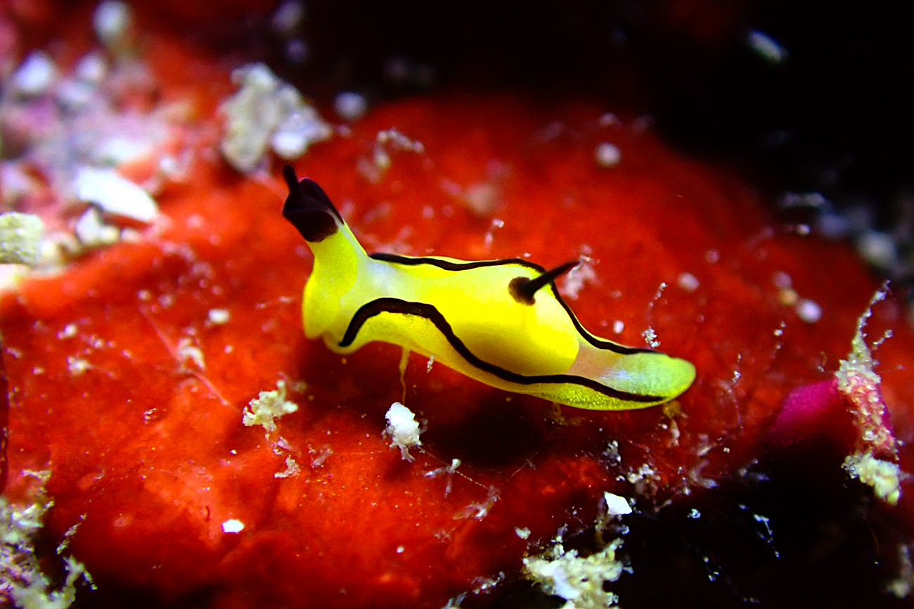 クロフチウミコチョウ