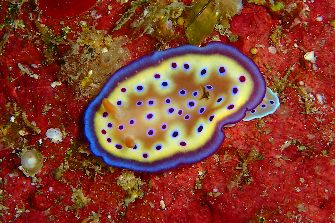 オトヒメウミウシ