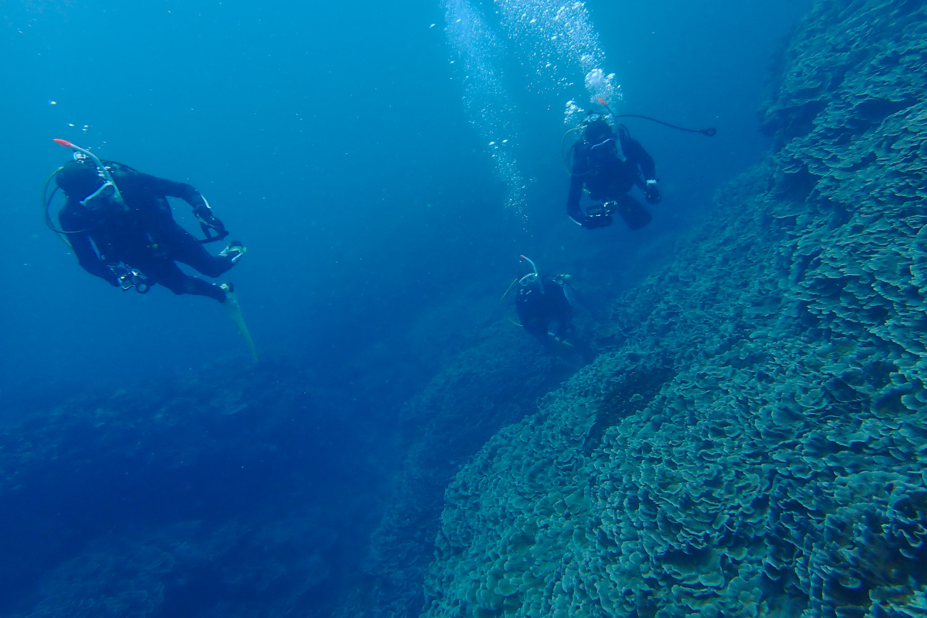 サンゴの海とゲストさん