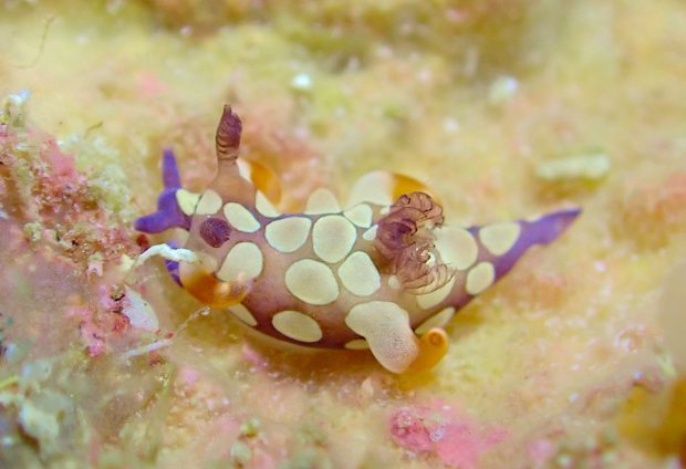 シラタマツガルウミウシ