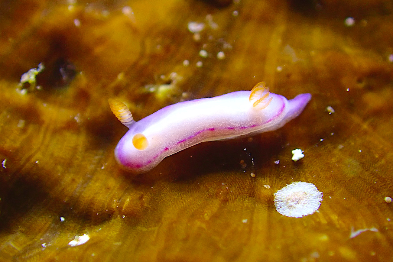 ダニエライロウミウシ