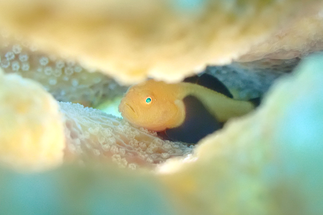 パンダダルマハゼ