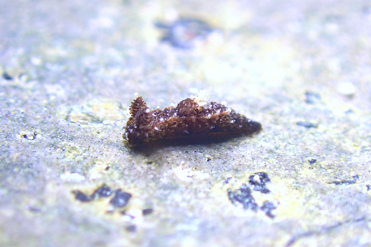 フジタウミウシ属の一種10