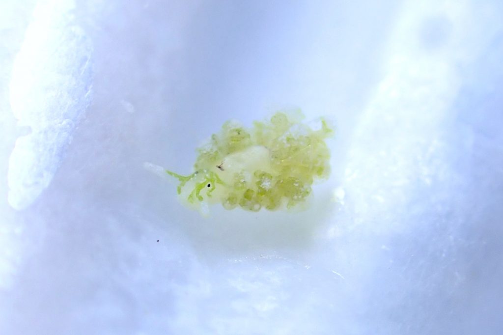 ハダカモウミウシ科の仲間