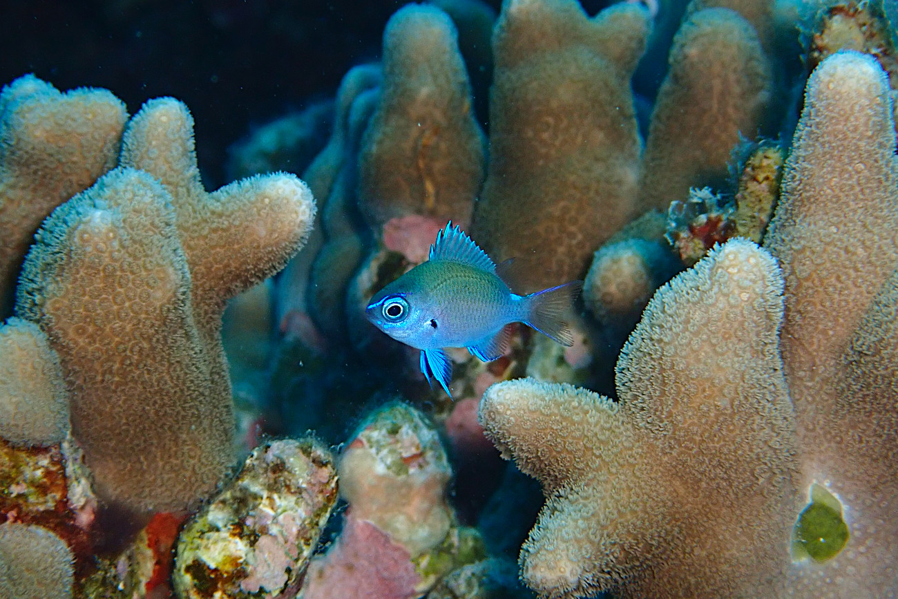 アマミスズメダイ幼魚