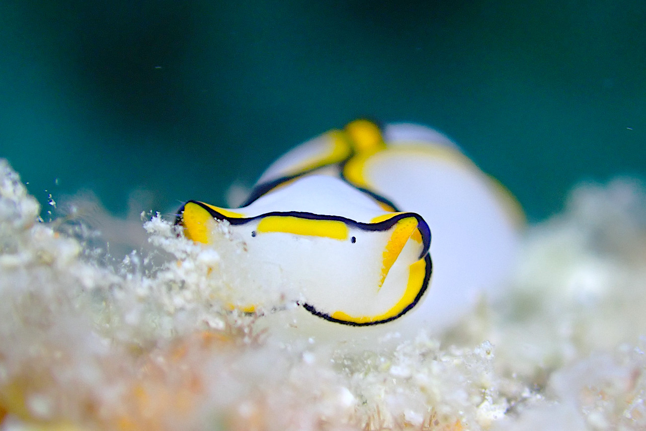 クロヘリシロツバメガイ