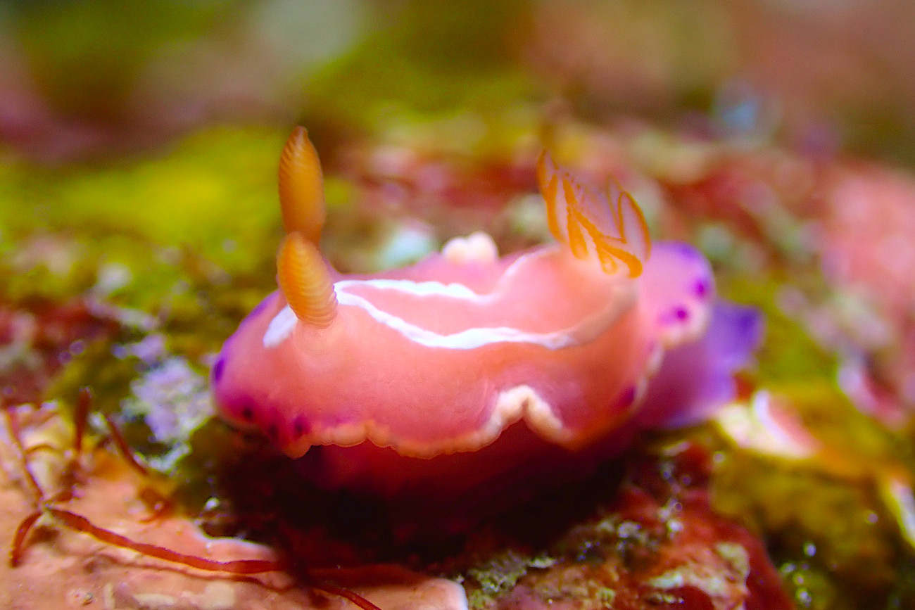 シロタスキウミウシ