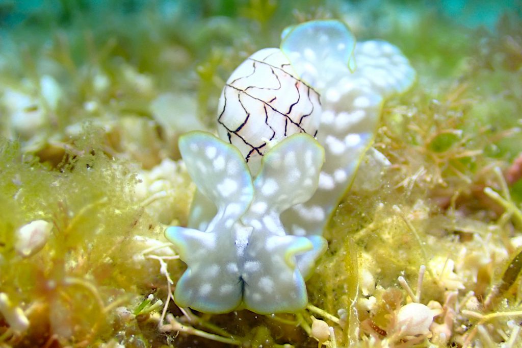 ワタユキシボリガイ