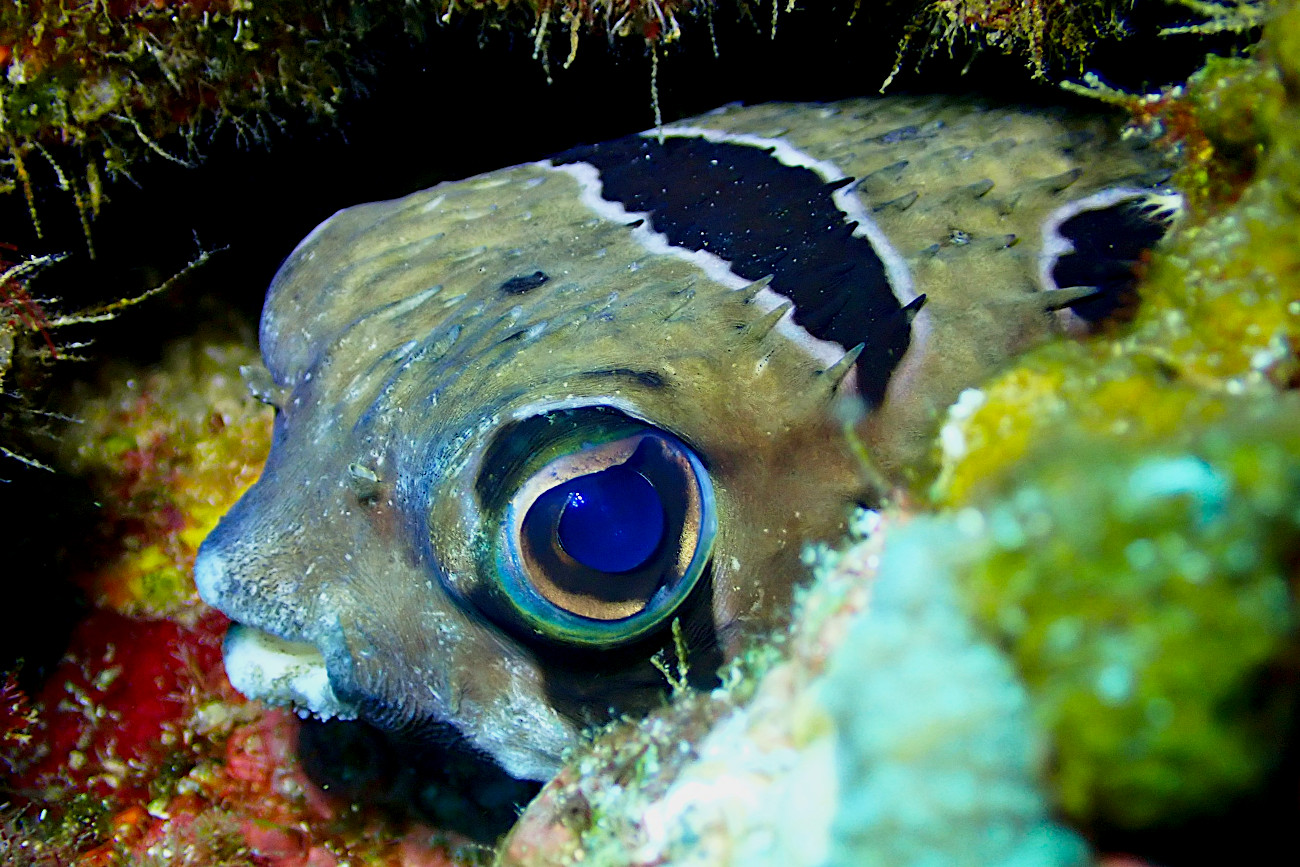 ヒトヅラハリセンボン