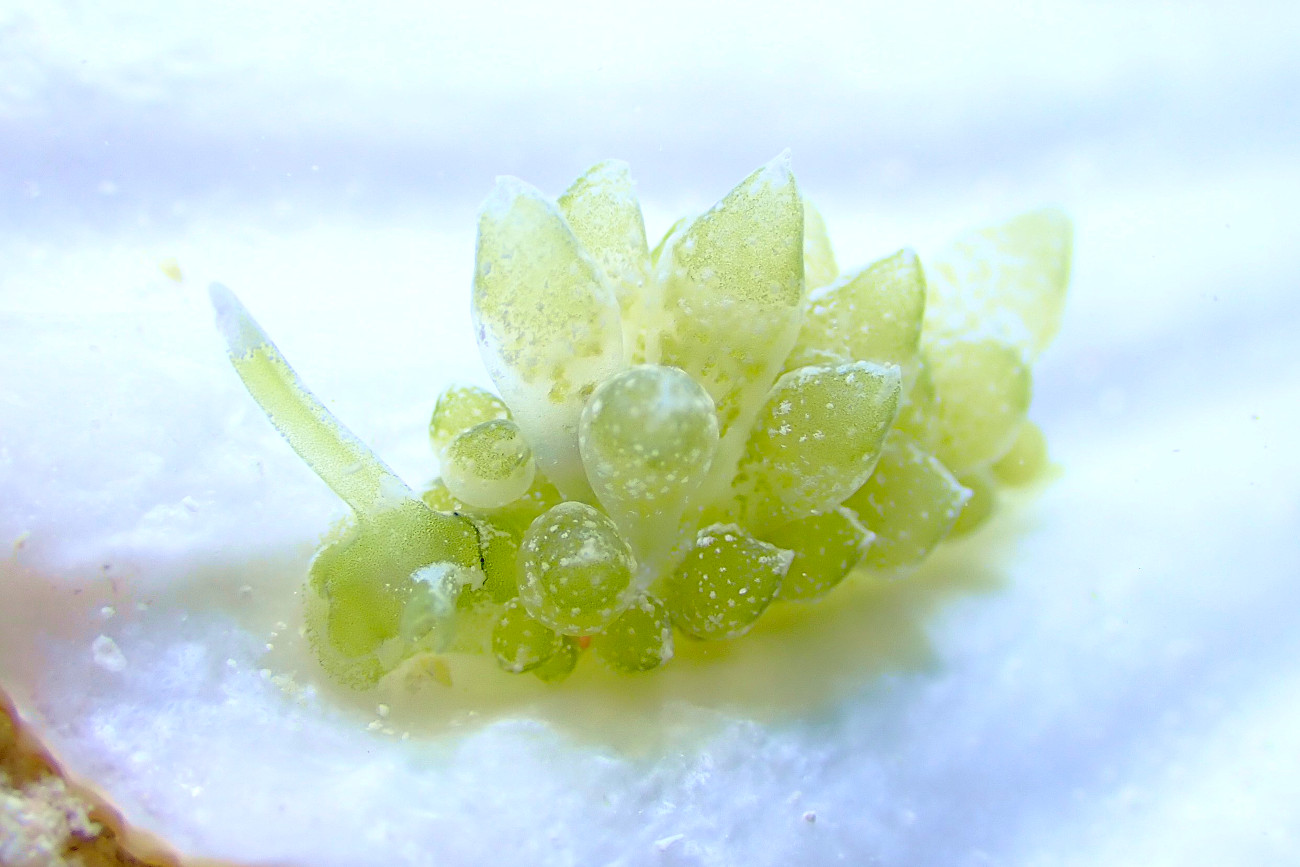 タマミルウミウシ