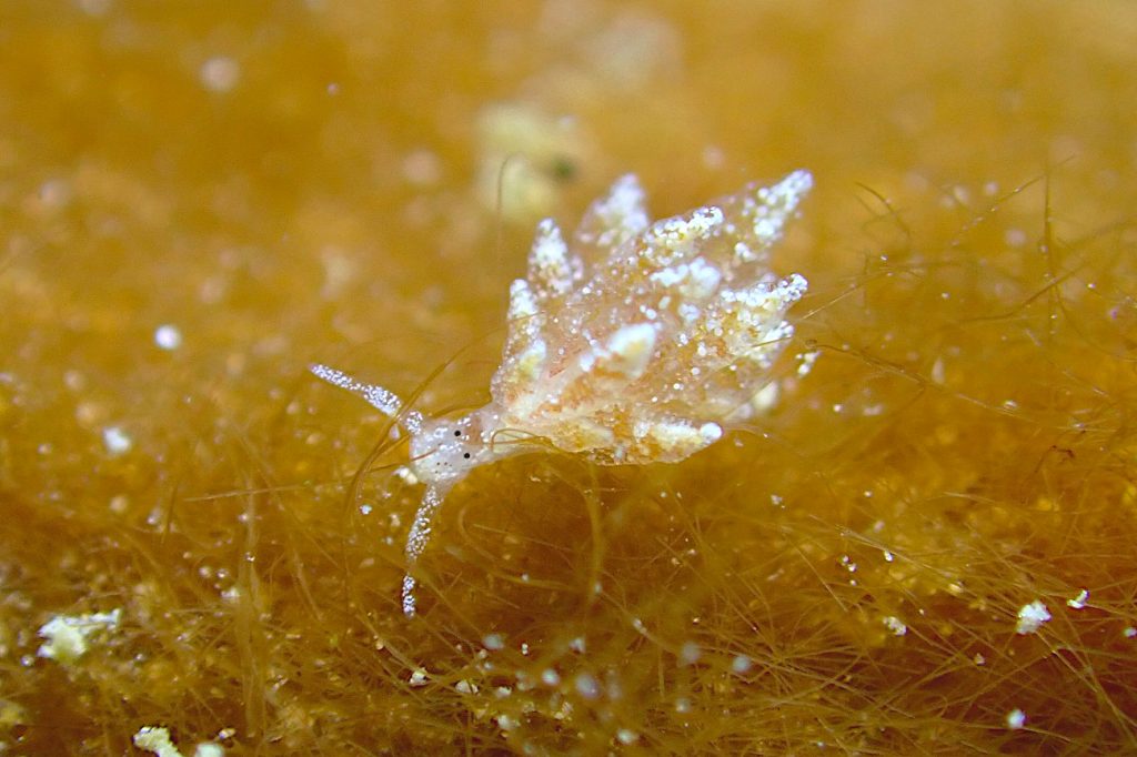 ツマシロモウミウシ