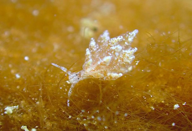 ツマシロモウミウシ