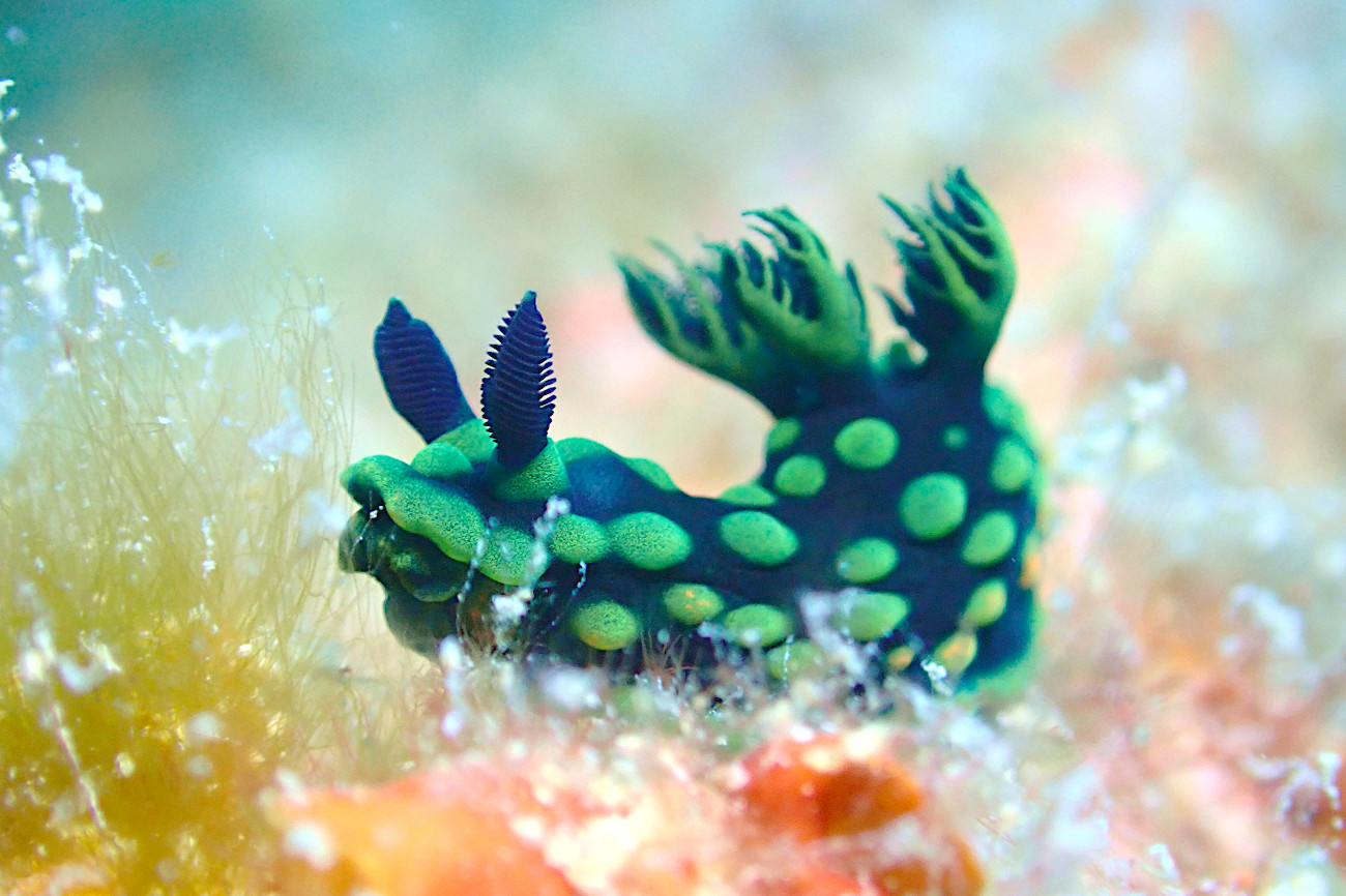 トサカリュウグウウミウシ