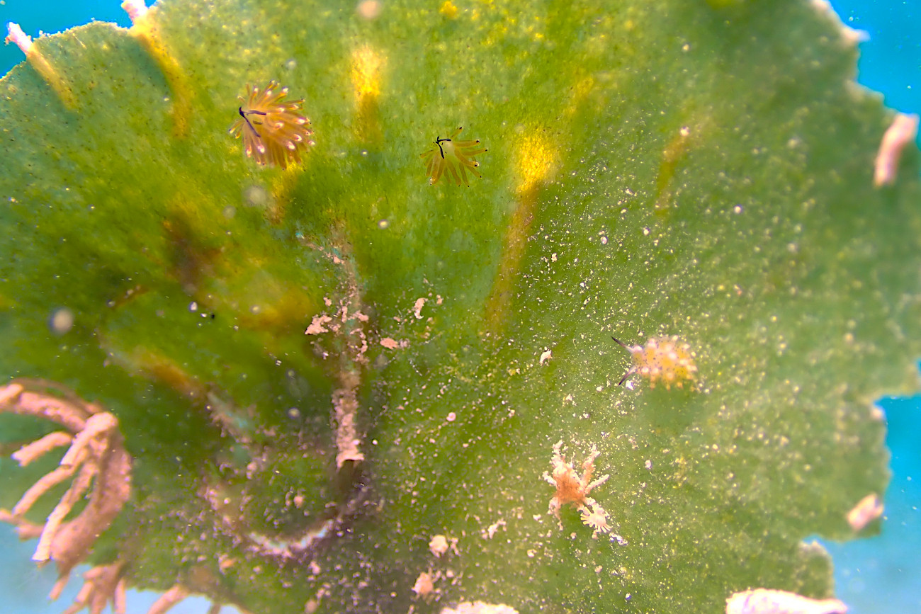 イリオモテモウミウシとクサイロモウミウシ