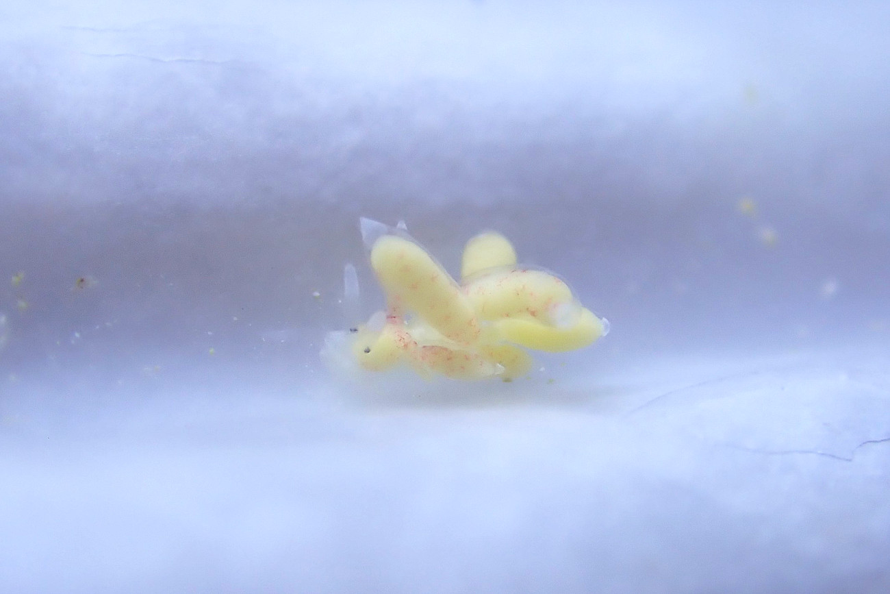 スナチゴミノウミウシ