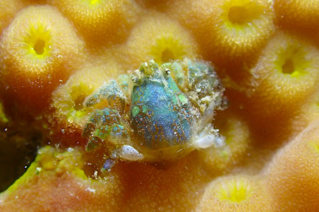 アシビロサンゴヤドリガニ