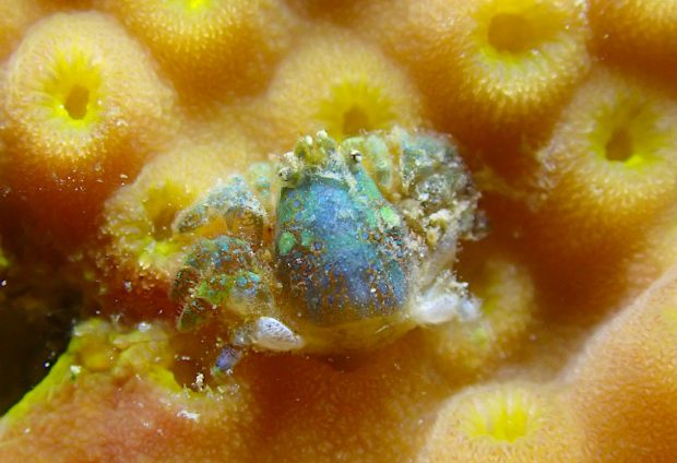 アシビロサンゴヤドリガニ