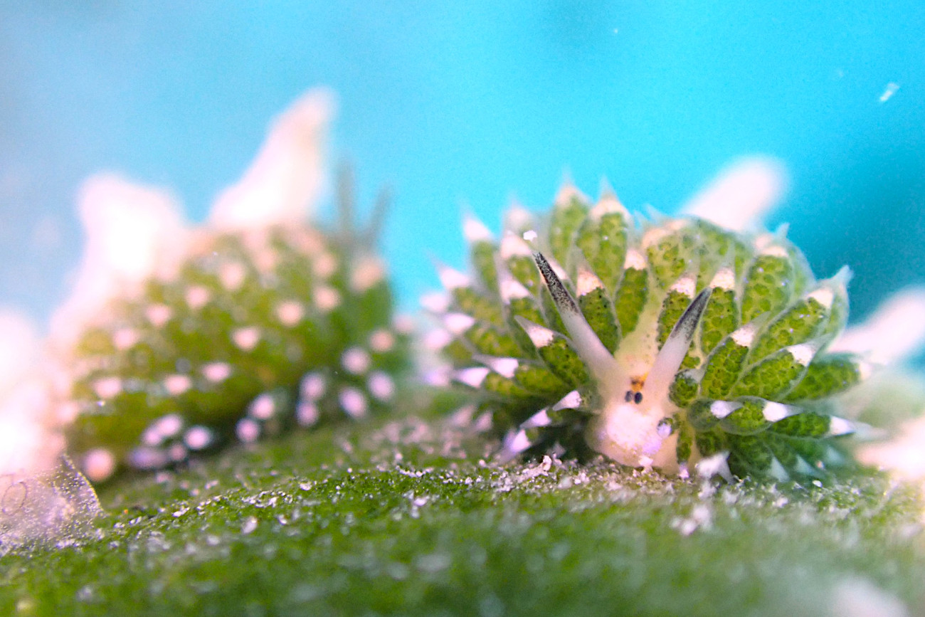 クサイロモウミウシ