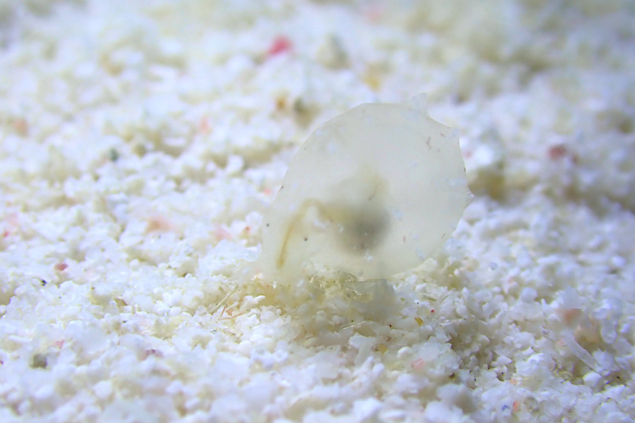 フウセンウミウシ