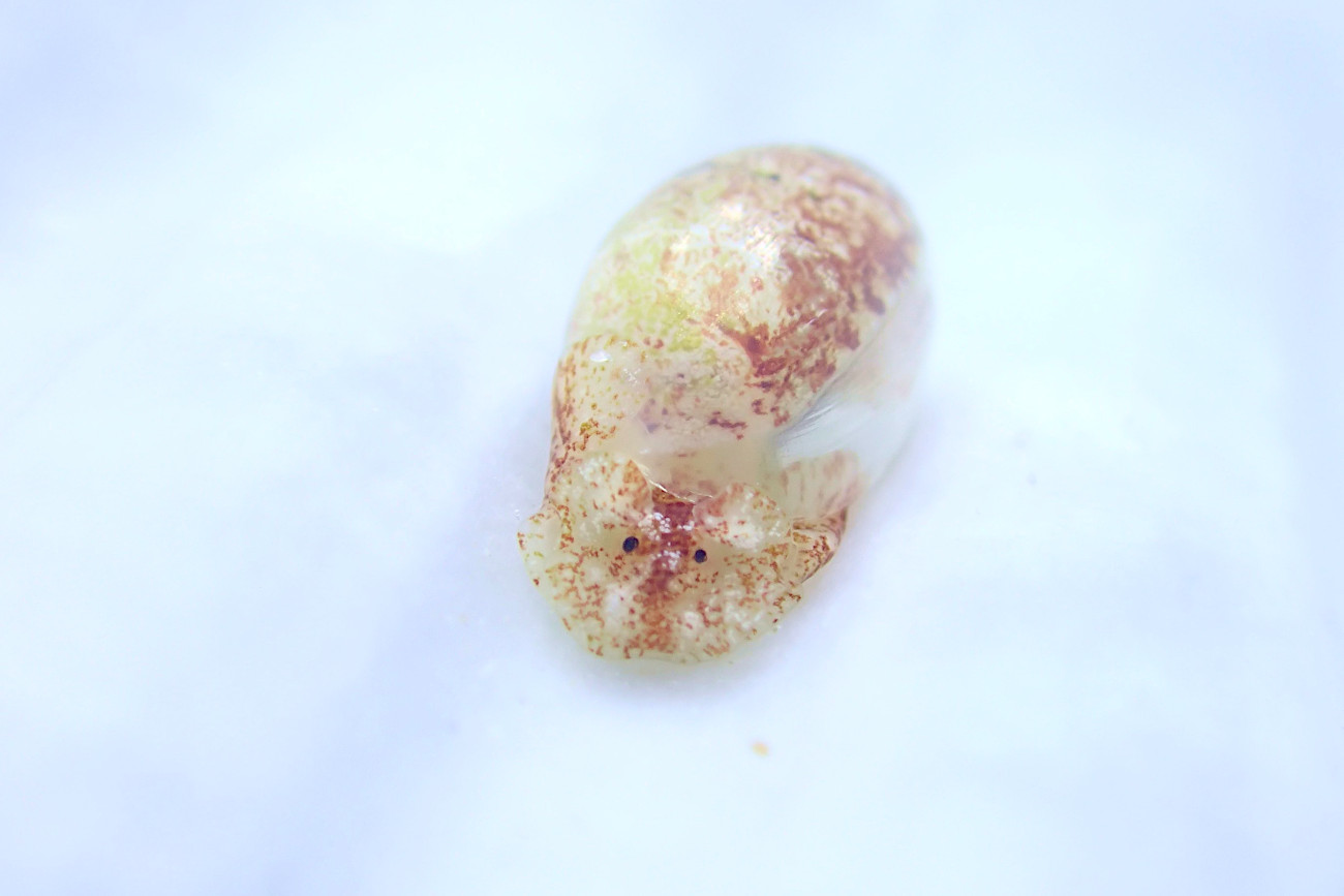 キバカイコガイ