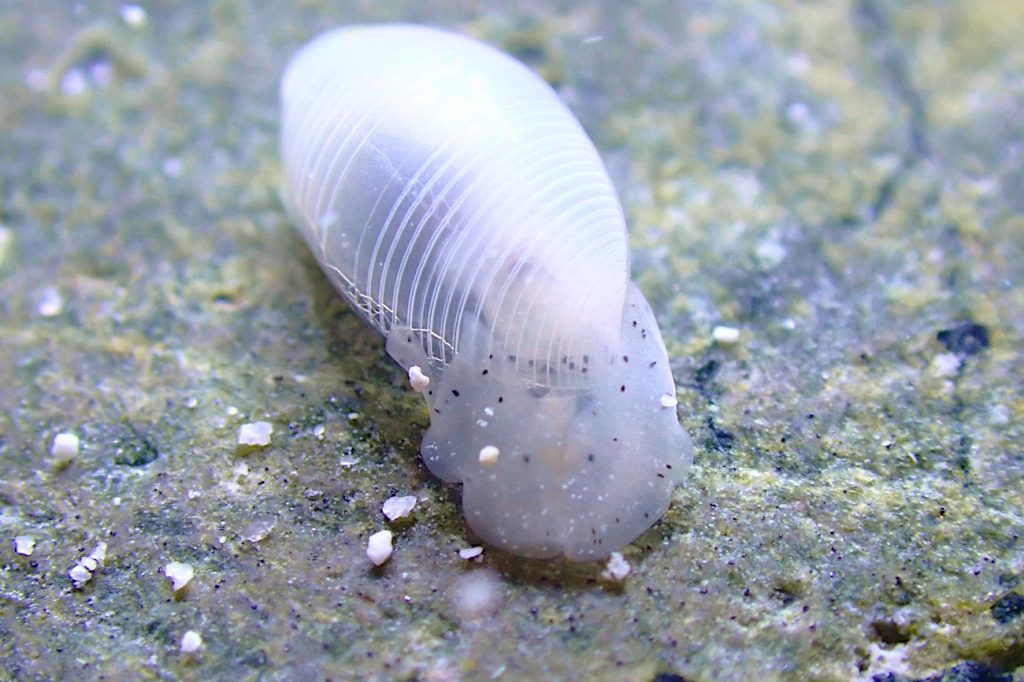 コクテンタマゴガイ