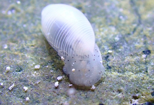 コクテンタマゴガイ